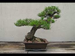 Pinus thunbergiana 'whiskey hill thunderhead' japanese black pine. Pinus Thunbergii Thunderhead Japanese Black Pine Youtube