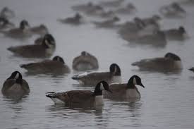 Geese In Nebraska After A Light Snow Animals Light Snow