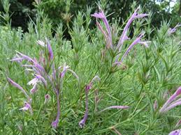 Image result for Adenia mossambicensis