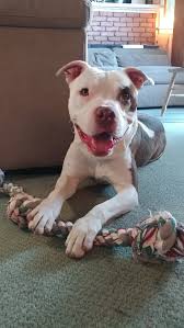 In madison, wi, and search the available pets they have up for adoption on petfinder. Support Underdog Pet Rescue Rehabilitation