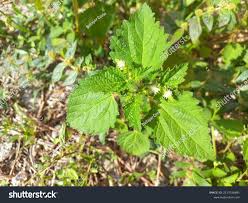 Image result for Croton hirtus