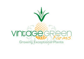 Sure to be a conversation piece! Ecbolium Viride Crossandra Vintage Green Farms With Tom Piergrossi