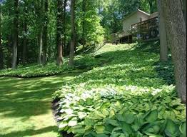 6,685 likes · 131 talking about this · 448 were here. Uses And Ideas For Hostas In Your Garden White Feather Hosta