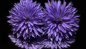 The purple iris has always. Aster Flower Meaning Symbolism And Colors