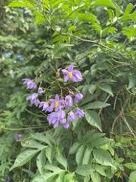 Image result for Solanum seaforthianum