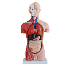 The sternum or breastbone sits in the center of the ribcage. 45cm Human Torso Offal Model Detachable Human Body Anatomy Torso Model Skeleton Model Skeleton Human Body Anatomyanatomy Torso Model Aliexpress