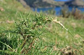 Image result for Cenchrus clandestinus