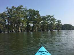Rustic cabins are located on quiet, isolated sites and many have waterside views. Cypress Trees That Line The Lake In Lake Bruin State Park Newellton Louisiana State Parks Cypress Trees Lake