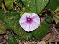 Image result for Ipomoea turbinata