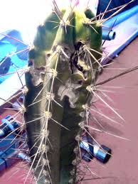 I assume it is rotting. Questions Archives Page 4 Of 20 Cactus Jungle