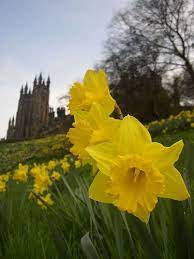 Daffodil Flower Pictures Arrangements Daffodil Bulbs Daffodil Flower Daffodil Flower Pictures Daffodils