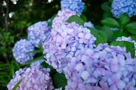 アジサイの育て方 栽培方法 植え方やお手入れのコツやポイントまで 通販 ディノス