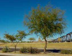 Image result for Acacia farnesiana