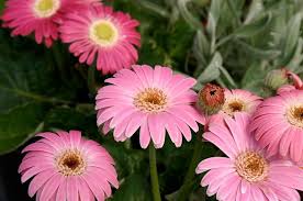 Gerbera Drakensberg Daisy Pink Bred By Crossing A Tough Little Wild Species Of Gerbera From The Snowy Mountai Pretty Flowers Plant Breeding Hardy Zones