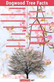 Table of contents dogwood tree facts landscaping and aesthetics 00:43 preferred growing conditions 01:21 other dogwood species 02:00 specialty wood. 13 Dogwood Trees Facts Origin Symbolism Legends More Facts Net