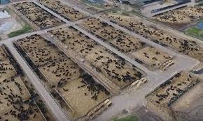 Revealed Industrial Scale Beef Farming Comes To The Uk