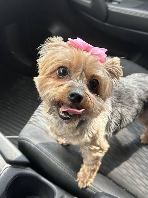 Best flea medication for 4lb yorkies? : r/Yorkies