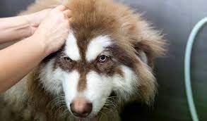 39 Double Coated Dogs And How To Groom Them Properly