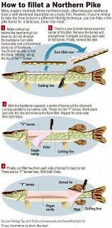 How To Filet A Northern Pike Shaddockfishing Fishingtip Northernpike Fishingtricks Kayakbassfishing Cleaning Fish Fishing Tips Fish Fillet