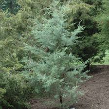 Image result for Cupressus arizonica