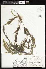 Image result for Potamogeton richardii