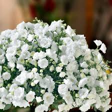 White Wonder Campanula Flowers Www Bloomrite Com Campanula Flowers Campanula White Flowering Shrubs