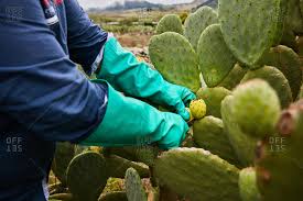 These easy steps on how to propagate a cactus. Cactus Fruit Stock Photos Offset