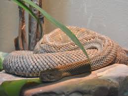 Rattlesnakes are confined to the western hemisphere, and reach their greatest diversity in the american southwest and mexico. Crotalus Durissus Unicolor Aruba Island Rattlesnake In Cincinnati Zoo Botanical Garden