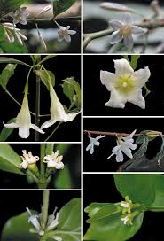 Image result for Empogona cacondensis