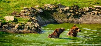 Book online, pay at the hotel. Family Trip To Zarnesti Bear Sanctuary And Bran Castle