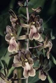 Image result for Oeceoclades saundersiana