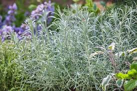 Image result for Helichrysum silvaticum