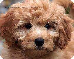Maybe you would like to learn more about one of these? Westport Ct Goldendoodle Meet Olivia Pending A Pet For Adoption