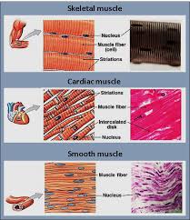 Vascular smooth muscle cells (vsmcs) are the stromal cells of the vascular wall and are responsible for regulating arterial tone, blood pressure, and blood supply of the tissues. Differentiate Between Skeletal Muscles Smooth Muscle Class 11 Biology Cbse