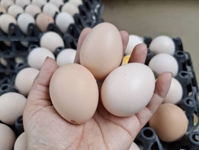 Vì sao không thể làm giả được trứng gà?