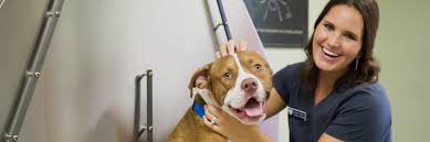 Small animal veterinary hospital doggie boarding and daycare Contact The Veterinary Clinic Of Myrtle Beach Local Veterinarian In Sc Veterinary Clinic Of Myrtle Beach