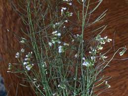 Its fruits are like that of blackberry but can be white to pinkish violet. Help Identify This Weed With Tiny White Flowers