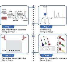800.499.6849 for technical assistance 1. Detection Of Pathological Alpha Synuclein Aggregates In Human Ipsc Derived Neurons And Tissue Sciencedirect