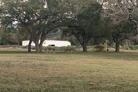 I had so much fun hanging out with these two on this evening. Deer At Emma Long Metropolitan Park Austindeer Com