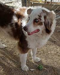 North Las Vegas Nv Australian Shepherd Meet Ty A Dog For Adoption Australian Shepherd Australian Shepherd Puppies Dachshund Adoption