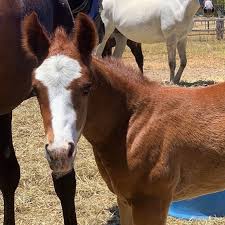 Meet Isla The Cute Islas Insta Hi My Name Is Isla And I Am A Week Old Qh Filly Living In Perth A Horses Horse Drawings Quarter Horse