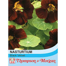 Maybe you would like to learn more about one of these? Nasturtium Black Velvet Cois Na Habhanncois Na Habhann