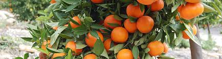 The goal is to achieve a balance and move. How To Grow Citrus Trees At Home In Arizona Arizona Orange Co