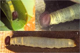 Image result for Rourea orientalis