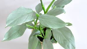 Philodendron Hastatum Grow Care Tips Philodendron Plant In 2020 Philodendron Plant Plants Philodendron