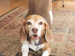 This needs to be maintained throughout their life. Gum Color And Appearance Assessing Your Dog S Health Pethelpful