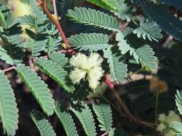 Image result for Acacia pentagona