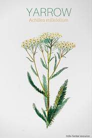 Yarrow Herb Health Benefits And Side Effects Herbalism Achillea Millefolium Herbs