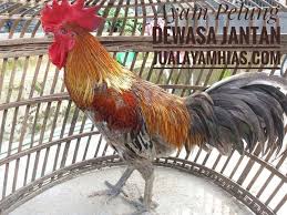 Ayam Pelung Dewasa Jantan Persiapan Kirim Pesanan Bapak Roy Di Pekanbaru Riau Animals Rooster Photo