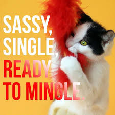 Pin By Tangled Leashes On Adopt Don T Shop In 2020 Humane Society Pet Adoption Broward